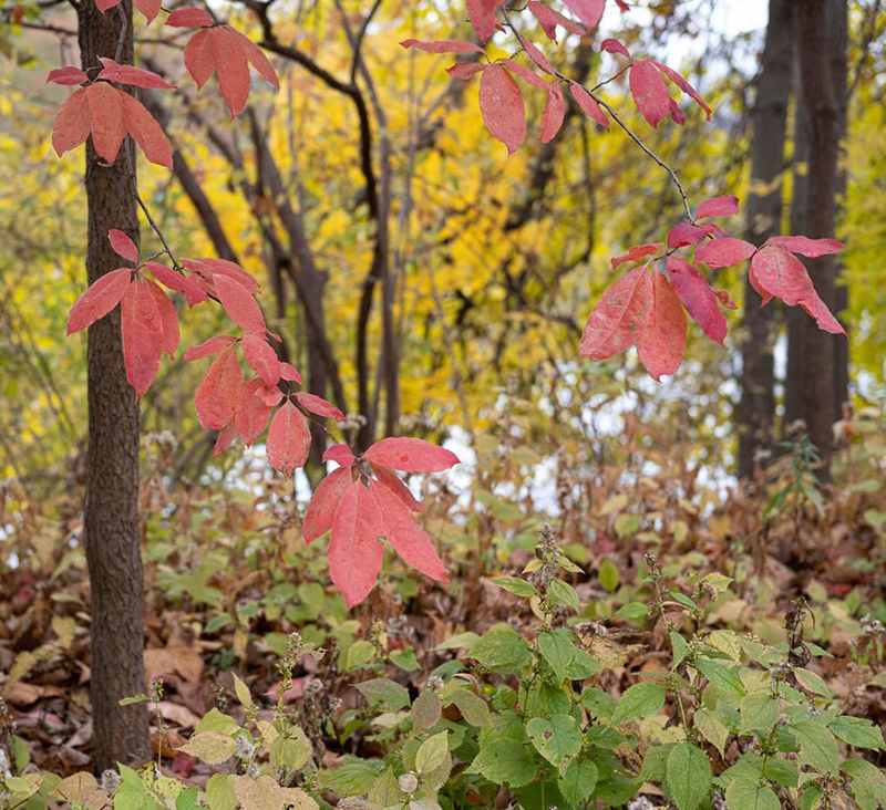 Fall foliage