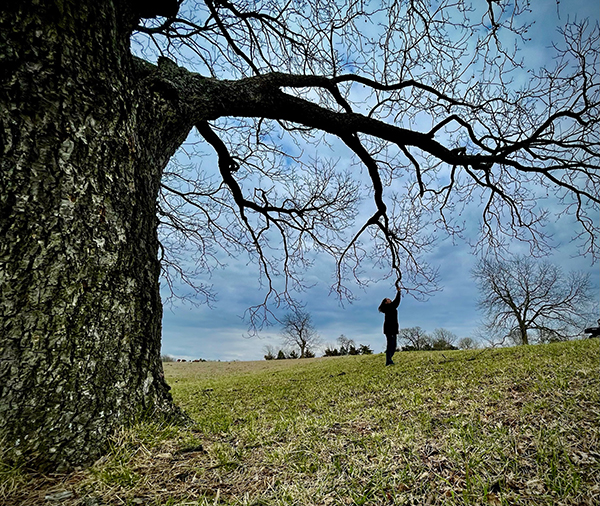 silhouette of a person outside touching a tree branch